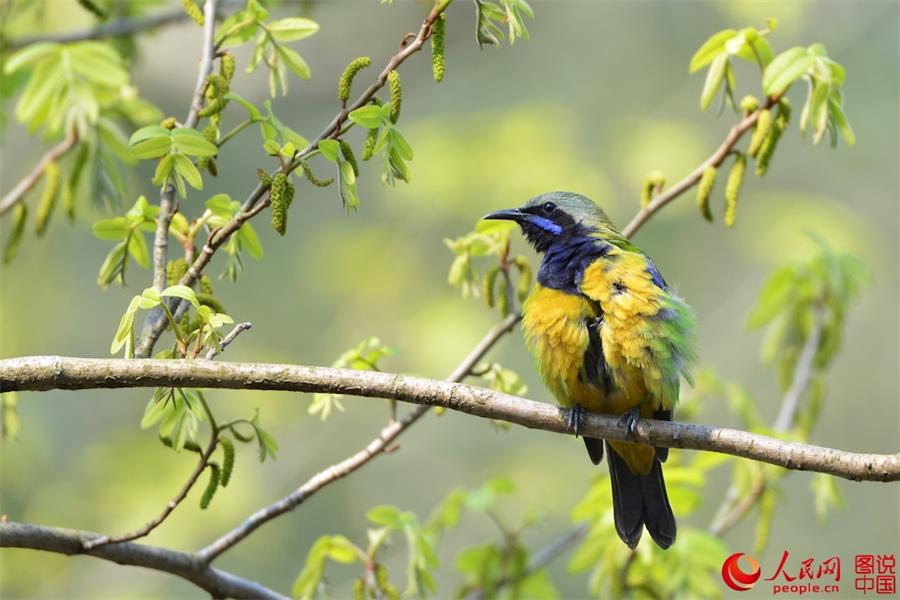 Spring scenery of Xiapu, SE China's Fujian 