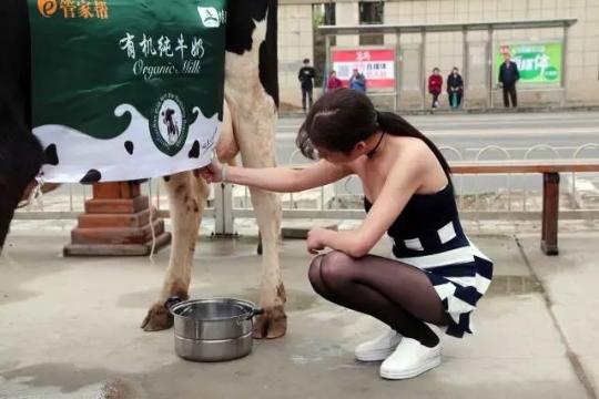 Woman milks a cow in a Beijing neighborhood 