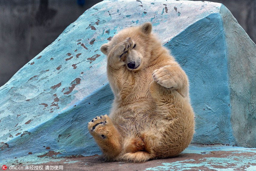 Adorable! Polar bear cub does Yoga at zoo, comes over all shy when realizing she’s being watched