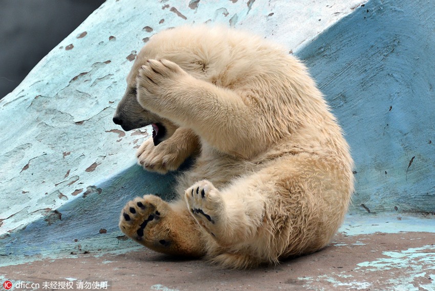 Adorable! Polar bear cub does Yoga at zoo, comes over all shy when realizing she’s being watched