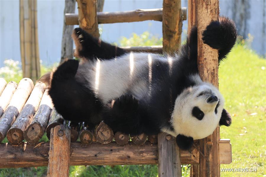 Giant panda enjoys leisure life in Huangshan City, east China