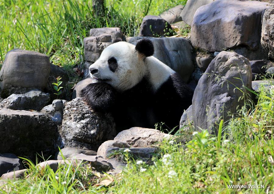 Giant panda enjoys leisure life in Huangshan City, east China