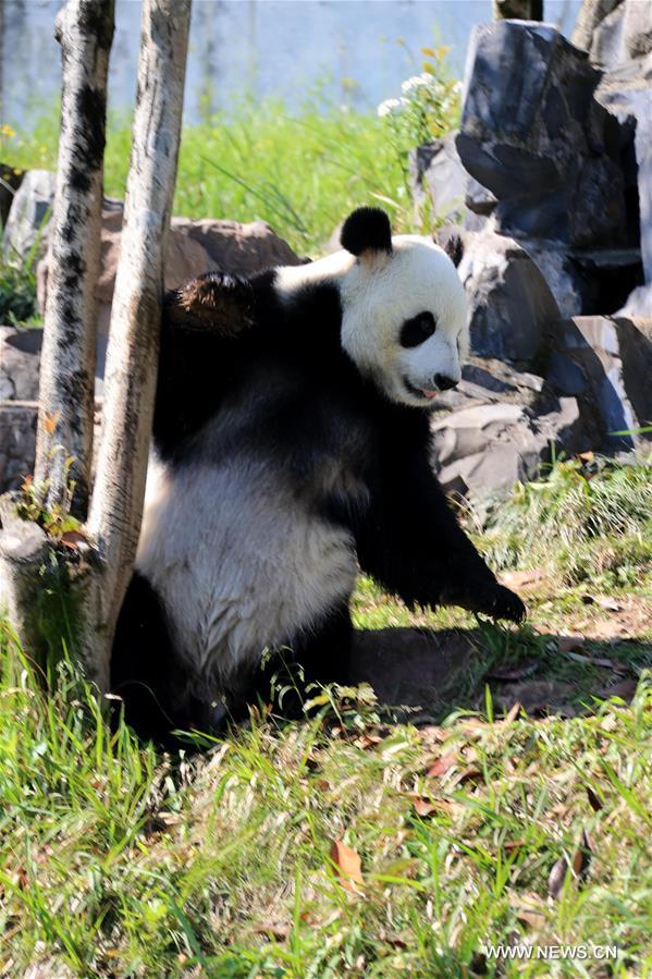 Giant panda enjoys leisure life in Huangshan City, east China