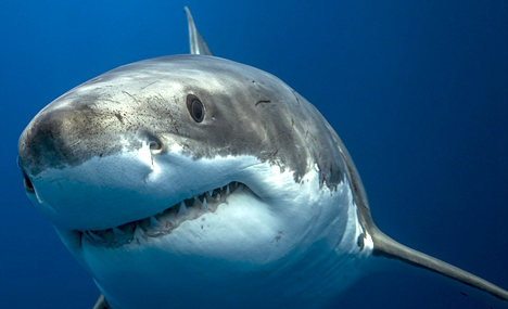 Former carpenter takes breathtaking images of marine life