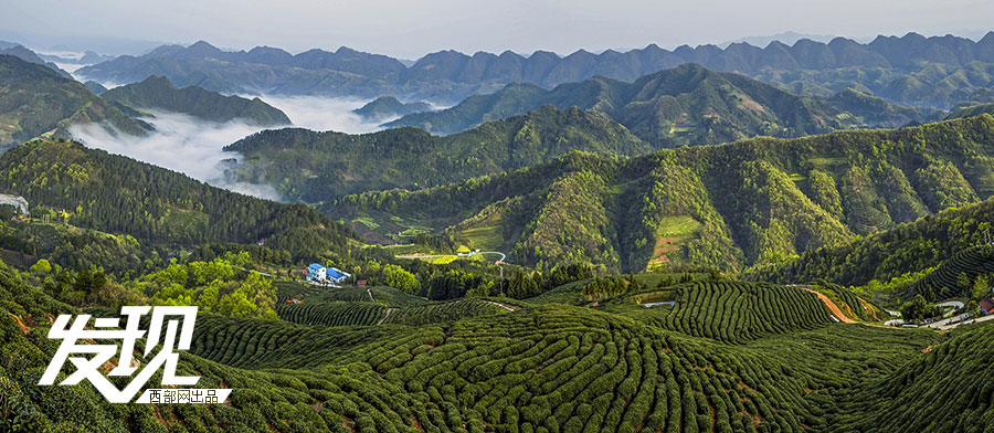 Tea plantations in morning mist in Shaanxi 