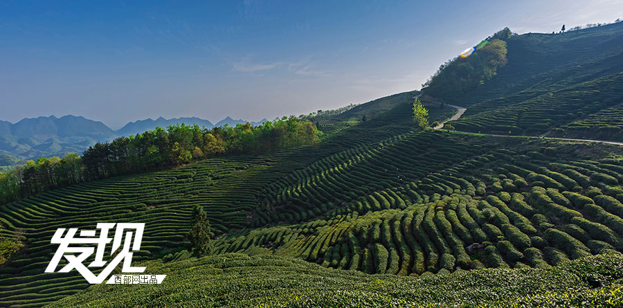 Tea plantations in morning mist in Shaanxi 