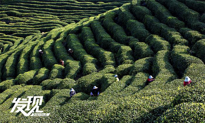 Tea plantations in morning mist in Shaanxi 