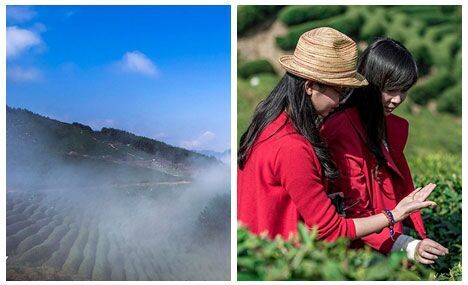 Tea plantations in morning mist in Shaanxi