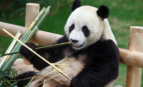 China's panda pair unveiled to S.Korean public