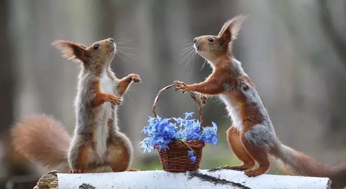 Image result for squirrel with flowers