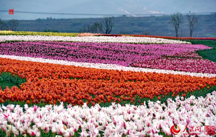 Intoxicating sea of tulip flowers in Luoyang