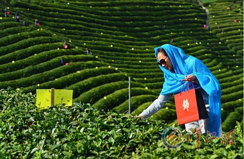 Baokang's Tea Leaves Picking Tour is Dearly Loved by Many