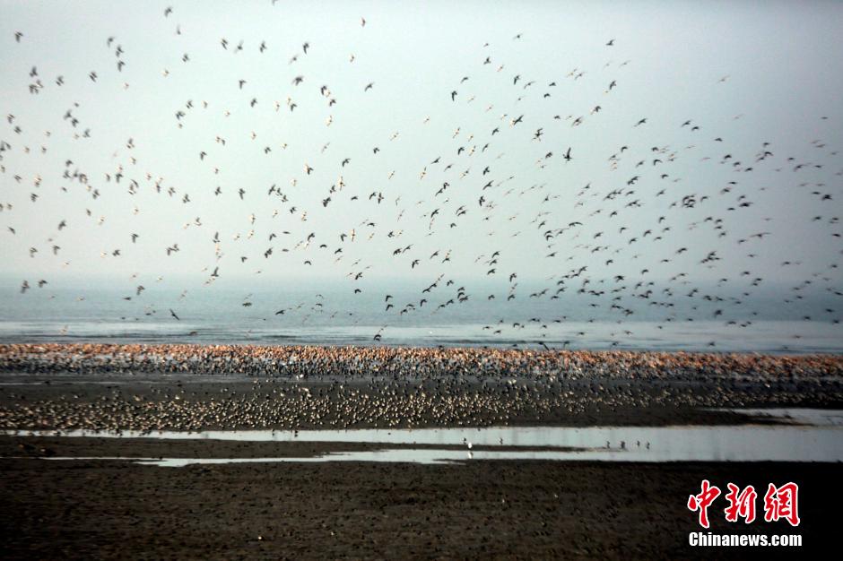 Thousands of water birds gathering in Yalu River