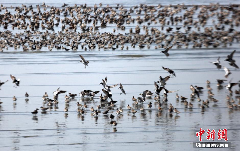 Thousands of water birds gathering in Yalu River