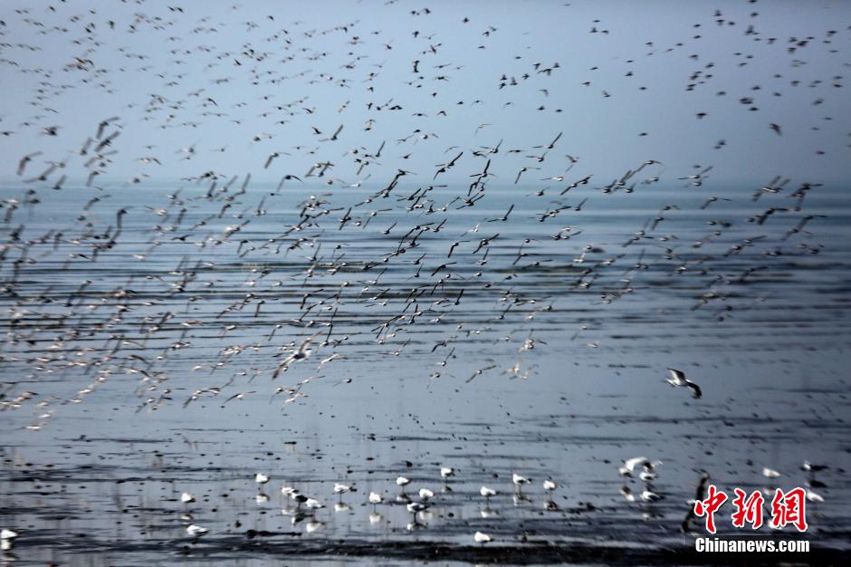 Thousands of water birds gathering in Yalu River