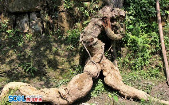Giant body-shaped pueraria discovered in SW China