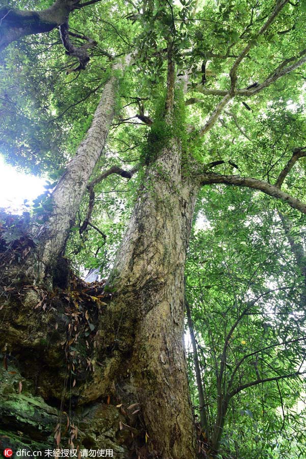 1,000-year-old Phoebe Zhennan found in Hubei