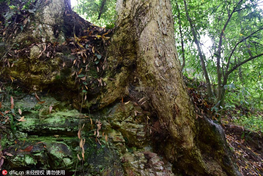 1,000-year-old Phoebe Zhennan found in Hubei