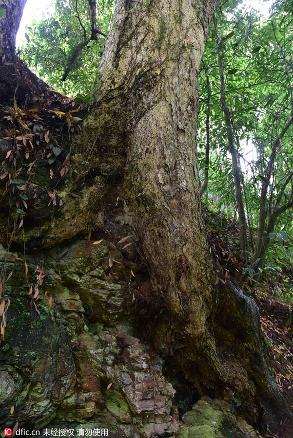 1,000-year-old Phoebe Zhennan found in Hubei