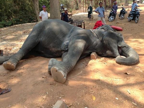 Elephant killed by overwork in Cambodian heat
