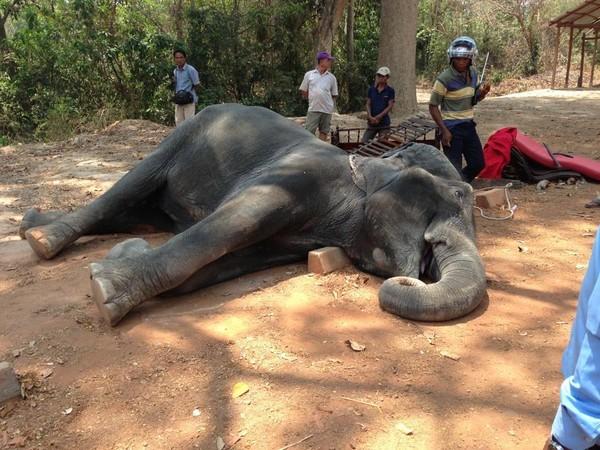Elephant killed by overwork in Cambodian heat
