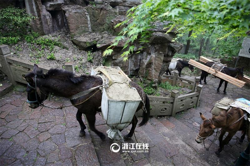 Mules become great helpers for projects built on mountains in Hangzhou