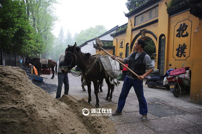 Mules become great helpers for projects built on mountains in Hangzhou