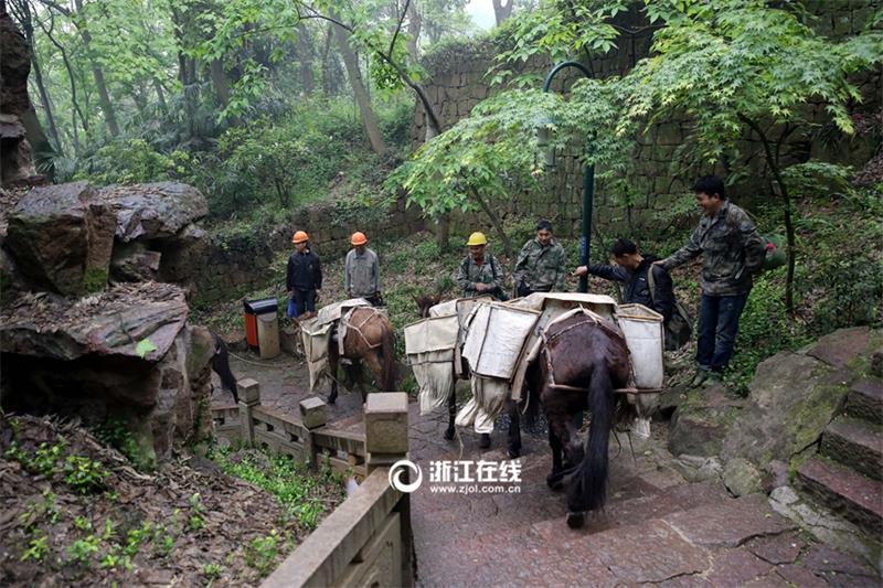 Mules become great helpers for projects built on mountains in Hangzhou