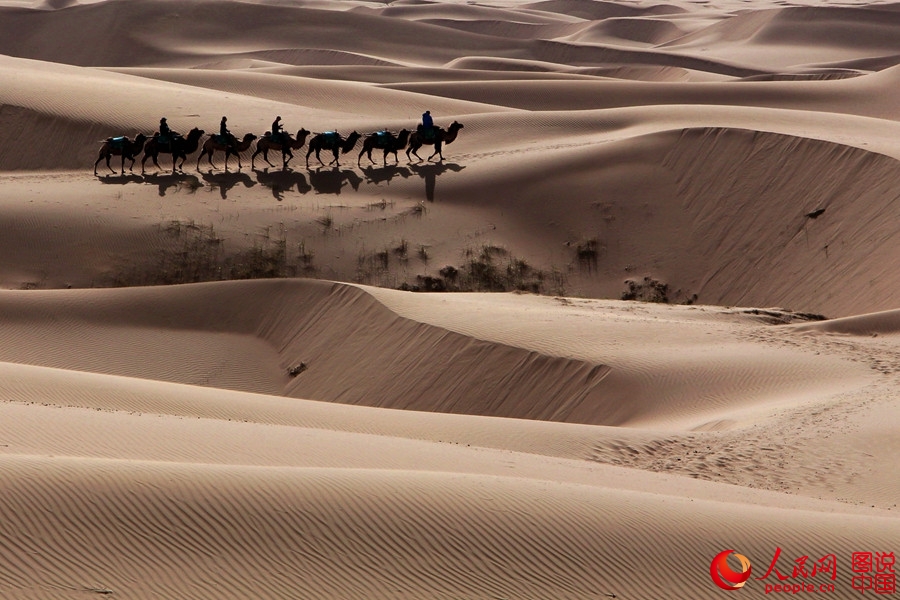 When camel bells ring in Tengger Desert 