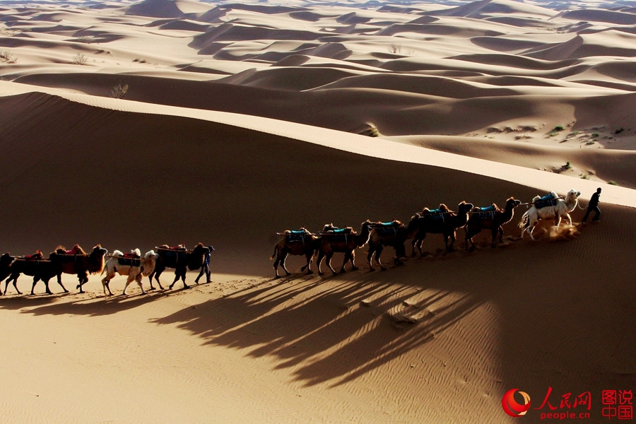 When camel bells ring in Tengger Desert 