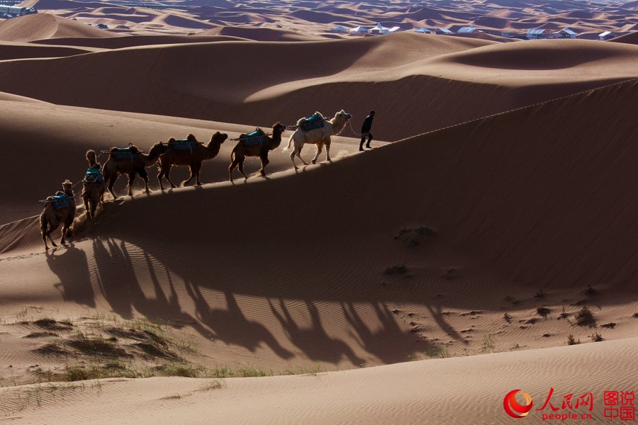 When camel bells ring in Tengger Desert 