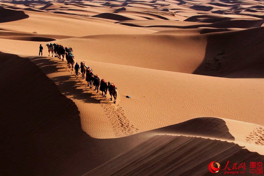 When camel bells ring in Tengger Desert 