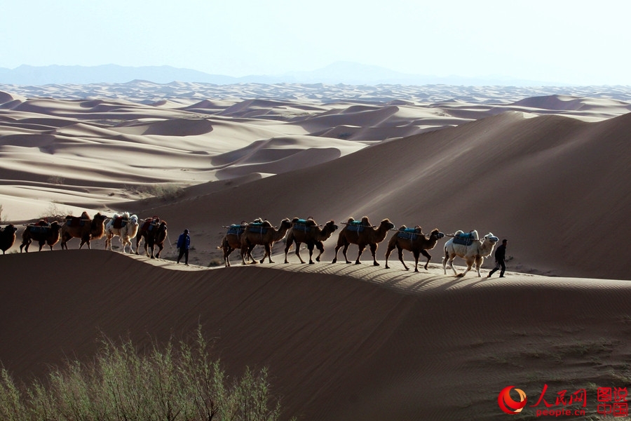 When camel bells ring in Tengger Desert 