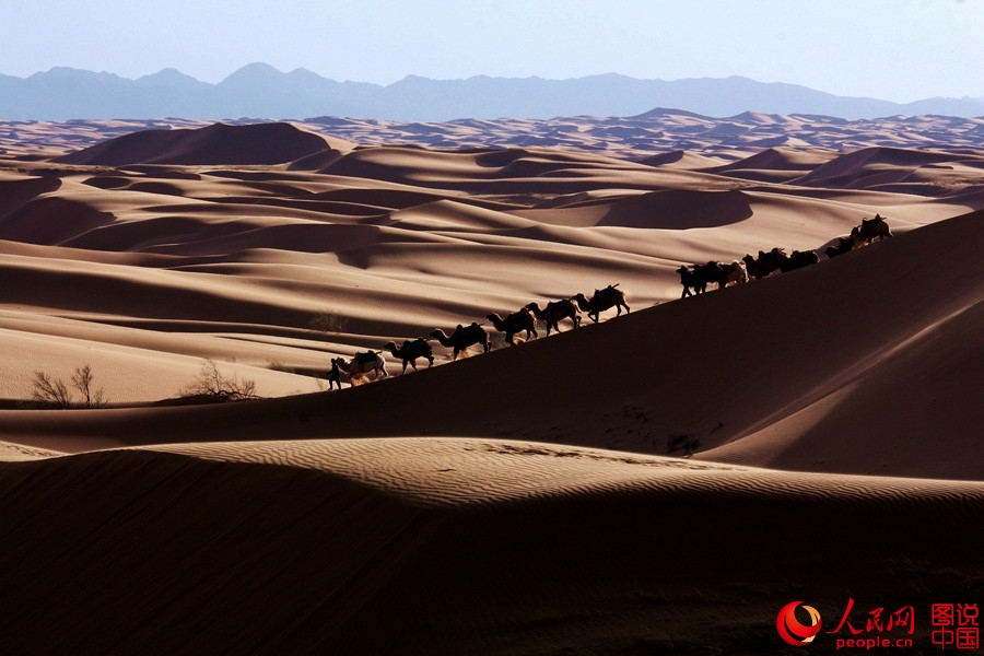 When camel bells ring in Tengger Desert 