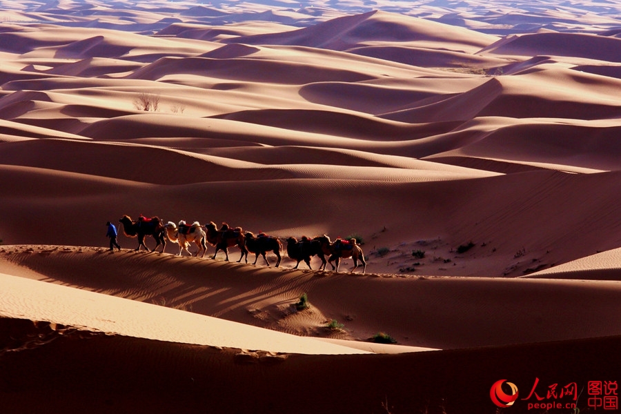 When camel bells ring in Tengger Desert 