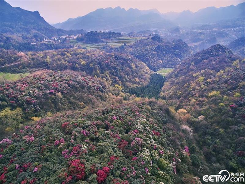 A sea of azaleas in Guizhou province