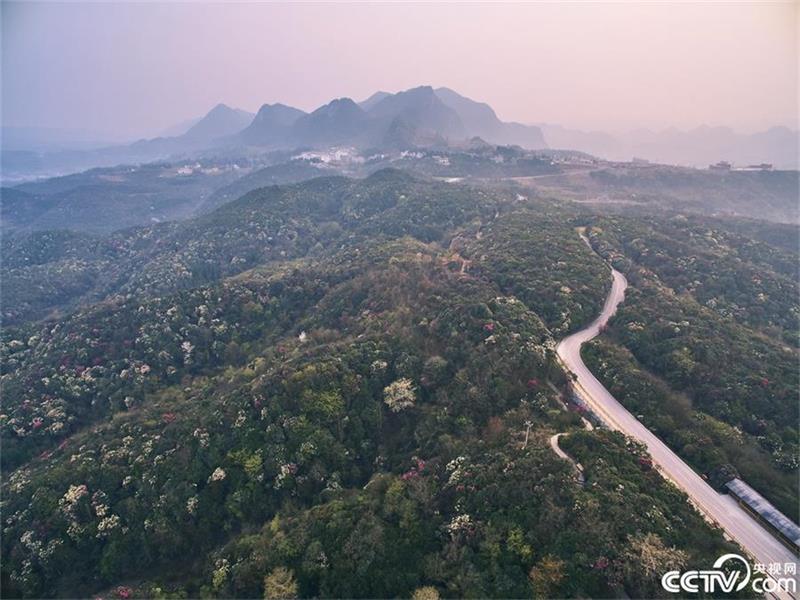 A sea of azaleas in Guizhou province