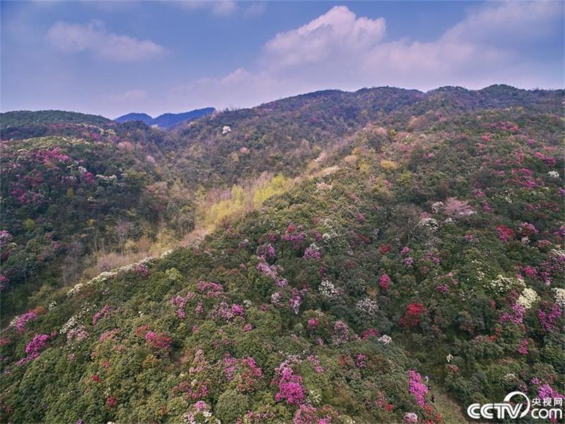 A sea of azaleas in Guizhou province