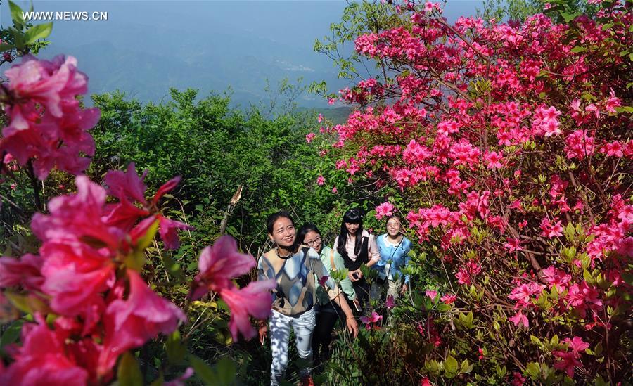 Azalea blossoms seen on E China's Longmian Mountain