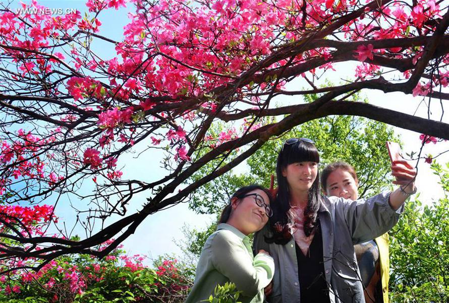 Azalea blossoms seen on E China's Longmian Mountain