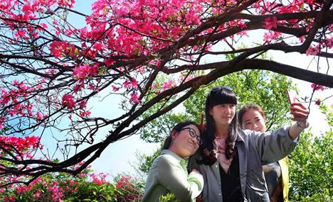 Azalea blossoms seen on E China's Longmian Mountain