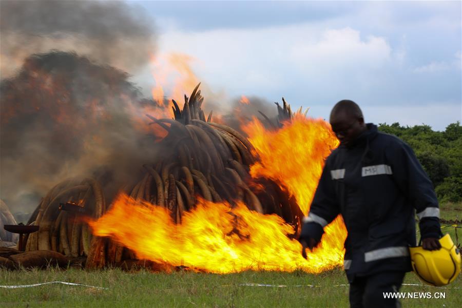 Tons of ivory, rhino horn torched in Kenya