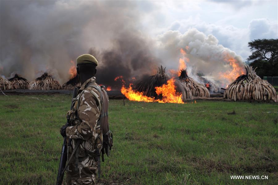 Tons of ivory, rhino horn torched in Kenya