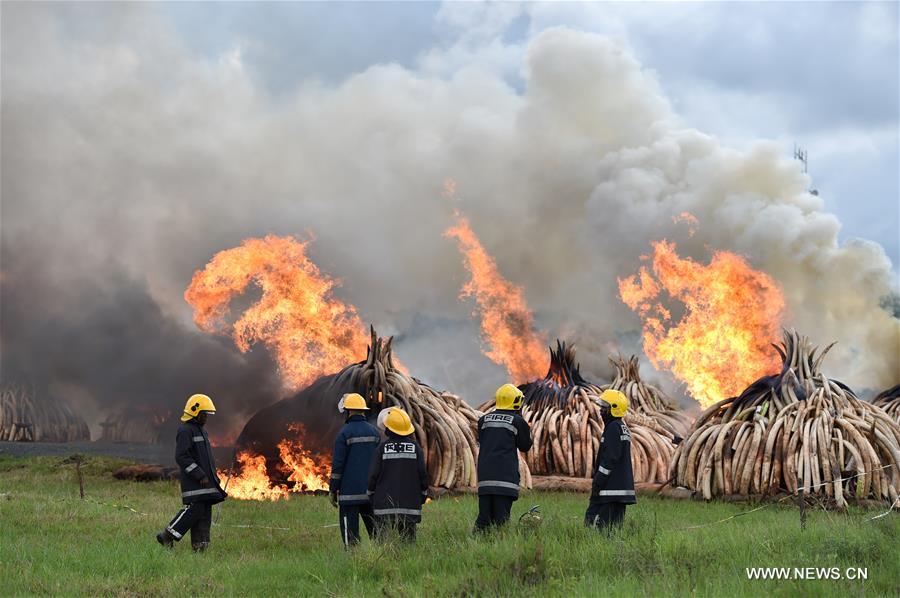Tons of ivory, rhino horn torched in Kenya