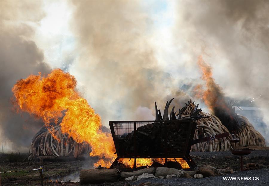 Tons of ivory, rhino horn torched in Kenya