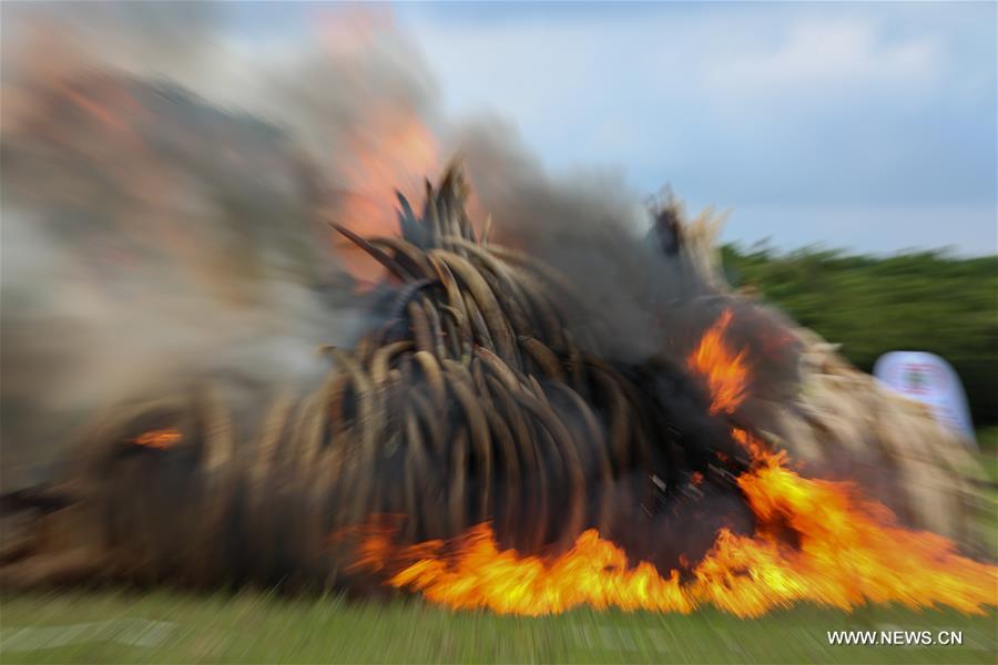 Tons of ivory, rhino horn torched in Kenya