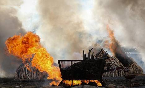 Tons of ivory, rhino horn torched in Kenya