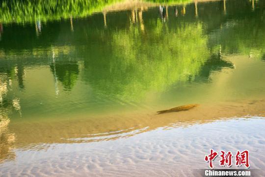 Rare fish spotted in Crescent Lake in Dunhuang