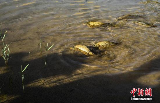 Rare fish spotted in Crescent Lake in Dunhuang