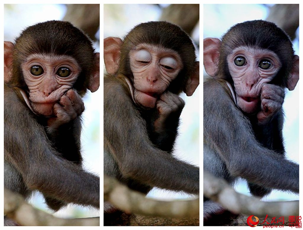 Getting close to Nanwan Monkey Island in S. China